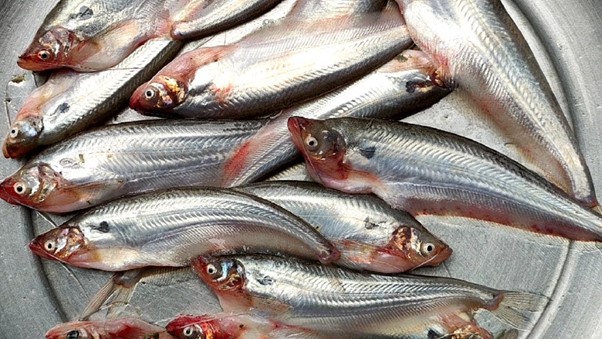 PABDA BD 500G X 12 = 6KG